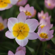 Лале Люляково Чудо (Bakeri lilac wonder)