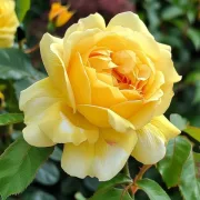 Роза Златна Феерия (Golden Fairy)