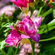 Фрезия Розов Воал (Double Pink)