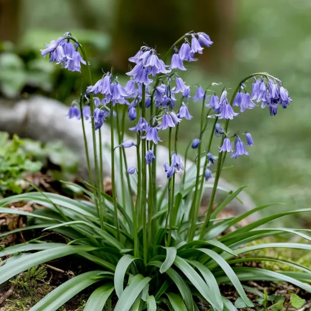 Ифейон Син Уисли (Uniflorum Wisley Blue)