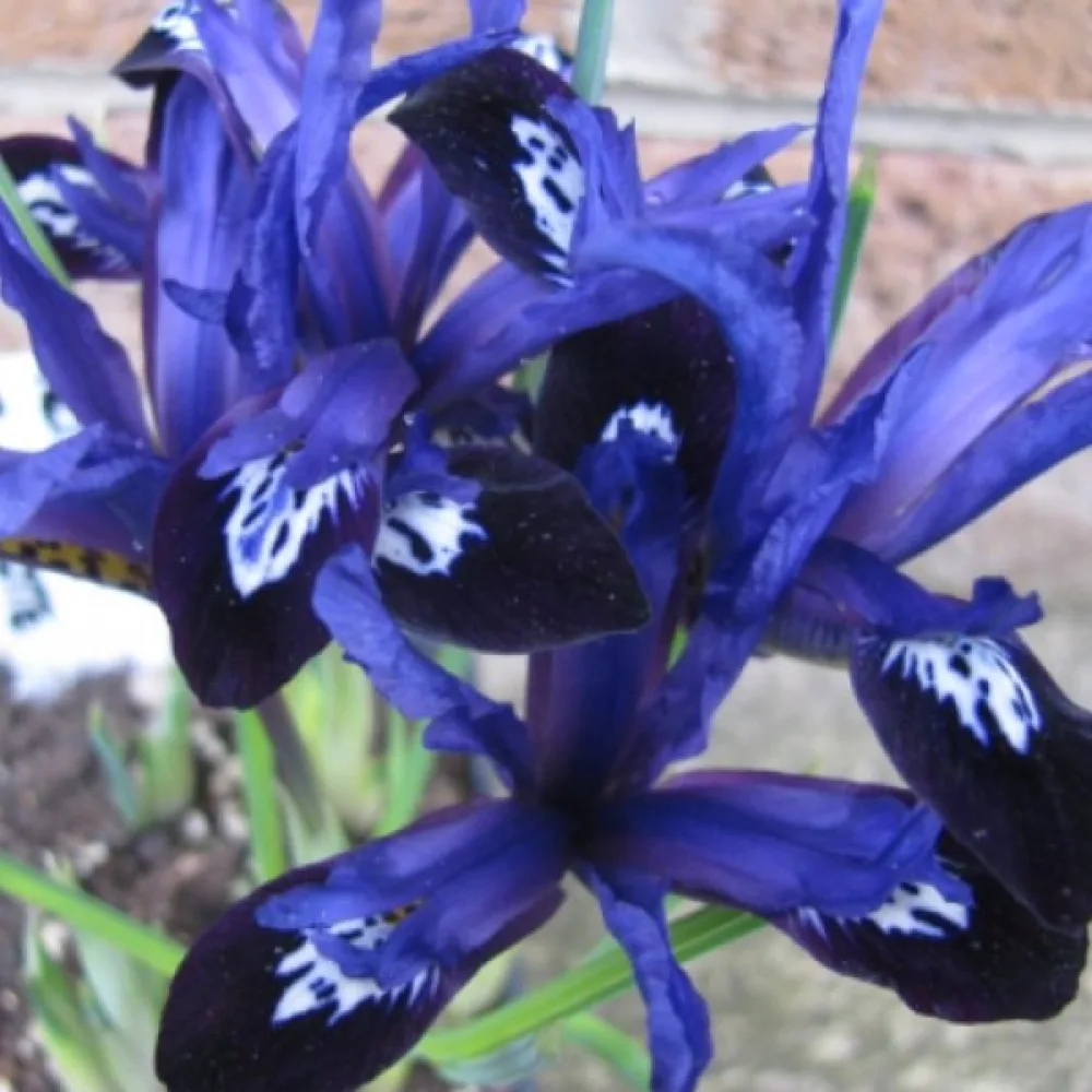 Ирис Синя Бележка (Blue Note Reticulata)