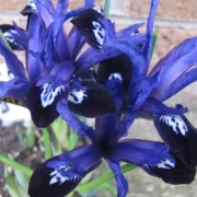 Ирис Синя Бележка (Blue Note Reticulata)