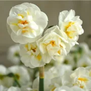 Нарцис Булчинска Корона (Bridal Crown)