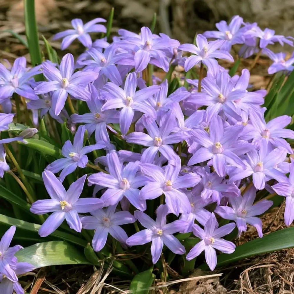 Хионодокса Виолетова Красавица (Violet Beauty)