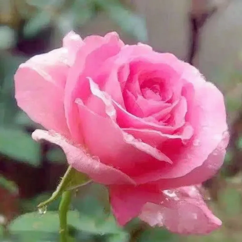 Роза Розова Перла (Pink Pearl)