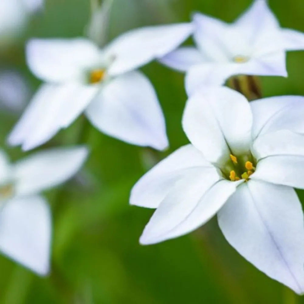 Ифейон Бяла Звезда (White Star)