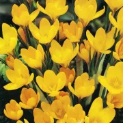 Минзухар Едроцветен Жълт (Yellow large flowering)
