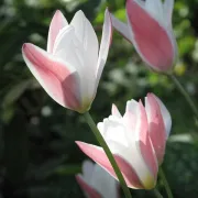 Лале Кремава Мадам Джейн (Lady Jane)
