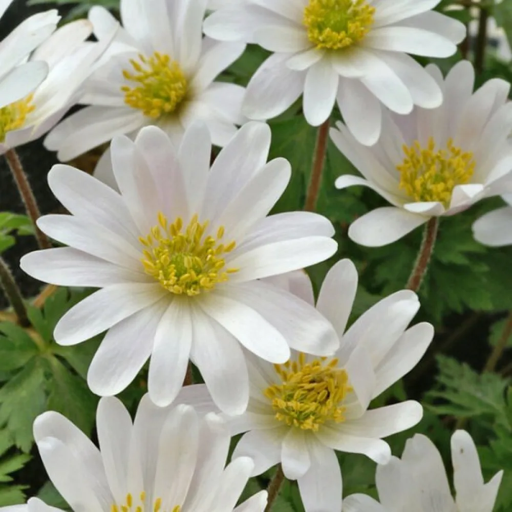 Анемоне Бяла Бланда (White Splendor Blanda)