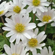 Анемоне Бяла Бланда (White Splendor Blanda)