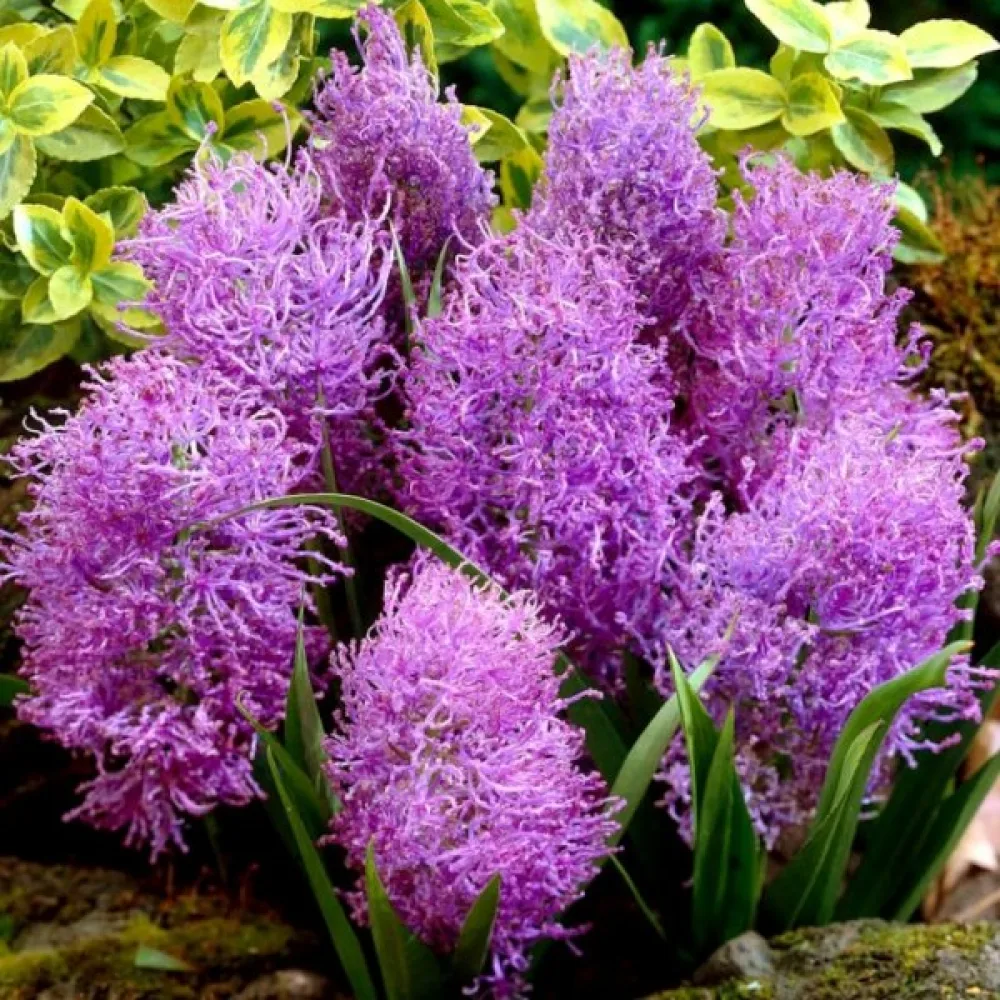 Мускари Лилаво Перо (Comosum Plumosum)