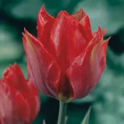 Лале Юлий Цезар (Julius Caesar)
