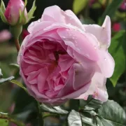 Роза Нежен Гигант - на гол корен