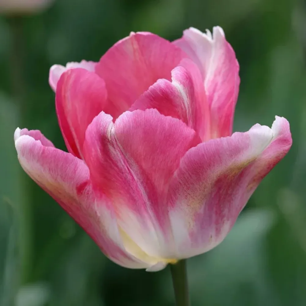 Лале Розова Династия (Dynasty)