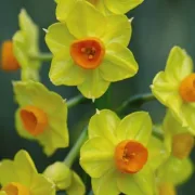 Нарцис Корнуолска Зора (Cornish dawn)