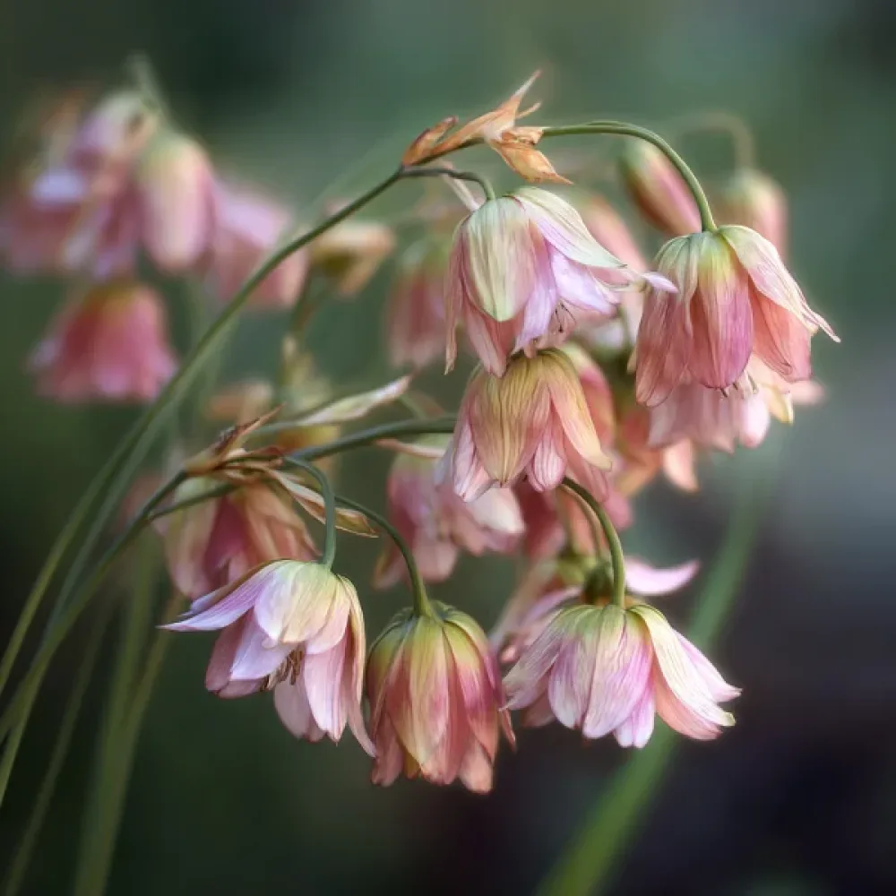 Нектарочесън Български Кремав (siculum ssp bulgaricum)