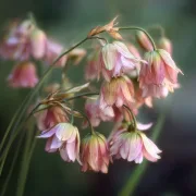 Нектарочесън Български Кремав (siculum ssp bulgaricum)