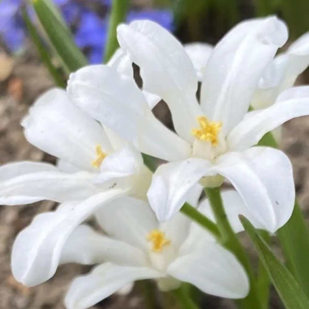 Хионодокса Снежна Искра (Luciliae Alba)