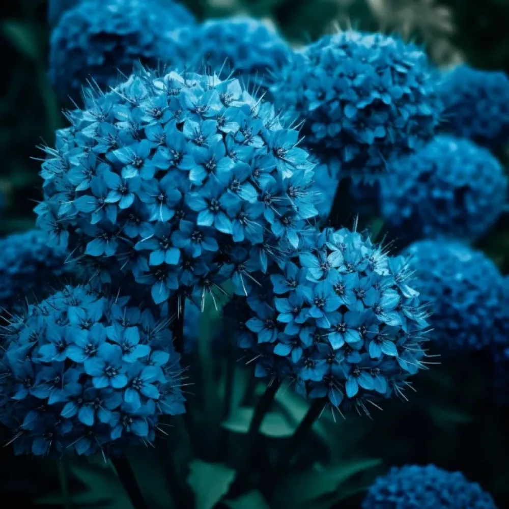 Лук Лазурен Церулеум (CAERULEUM (AZUREUM))