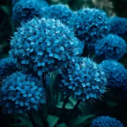 Лук Лазурен Церулеум (CAERULEUM (AZUREUM))