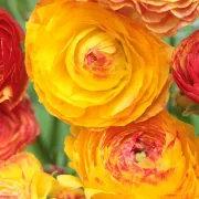 Лютиче Оранжев Пикоте (picotee orange)
