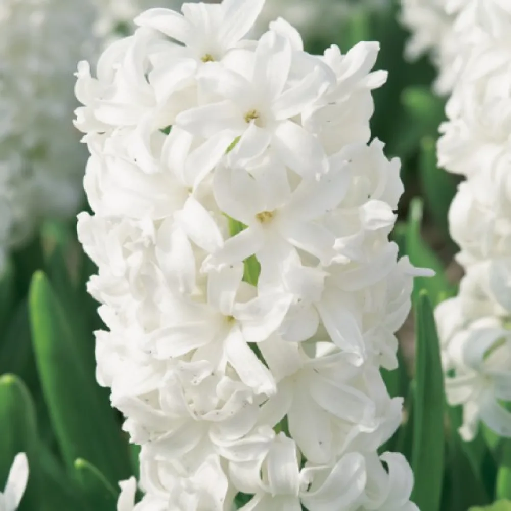 Зюмбюл Бяла Перла (White Pearl)