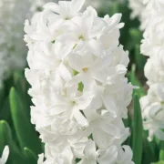Зюмбюл Бяла Перла (White Pearl)