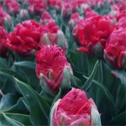 Лале Сорбе Ягода (Ice cream Strawberry)