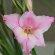 Гладиола Чаровна Дама (Charming lady)