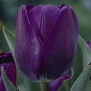Лале Негрита