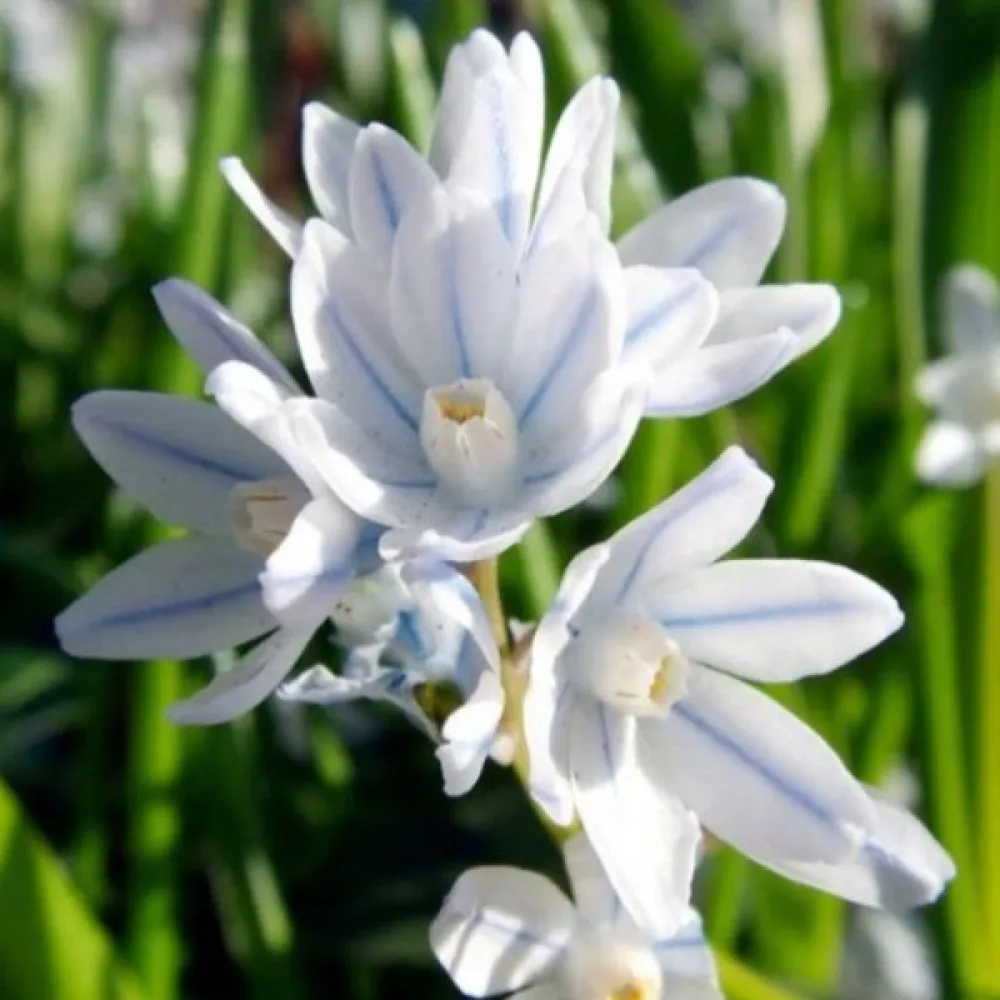 Пушкиния Синя Либанотика (scilloides var. libanotica)