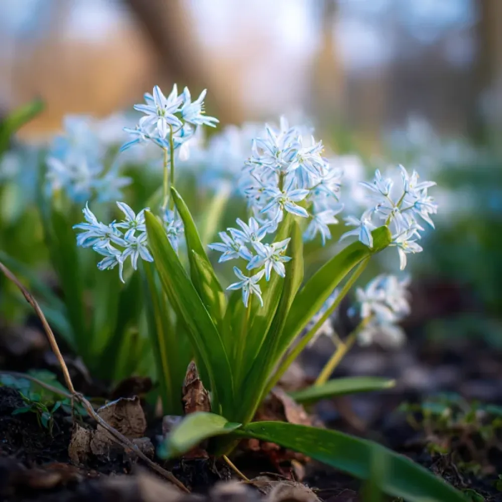 Синчец Бяла Сибирка (Siberica Alba)