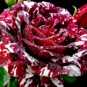 Роза Червена Перла - на гол корен