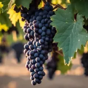 Лоза сорт Малбек /Malbec/