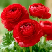 Лютиче Червен Томер (Red Tomer)