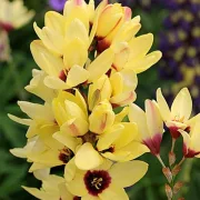 Иксия Жълт Император (YELLOW EMPEROR)