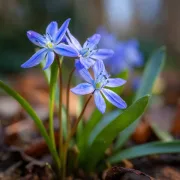 Сцила Синя Двулистна (bifolia Blue)