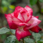 Роза Лятна Мелодия - на гол корен