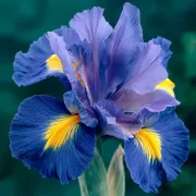 Ирис Син Сапфир (Sapphire Beauty)