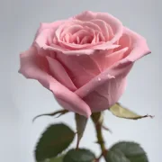 Роза Розова симфония - на гол корен