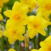 Нарцис Градинска Опера (Garden Opera)