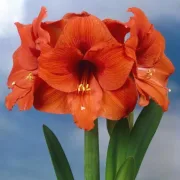 Амарилис Оранжев Суверен (ORANGE SOUVEREIGN)