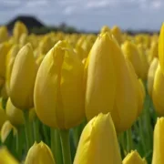 Лале Жълт Мускадет (Muscadet)