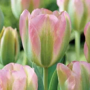 Лале Зелена Гренландия (Groenland)