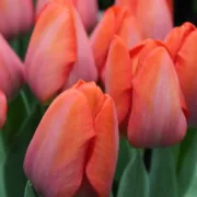 Лале Оранжев Ван Ейк (Orange Van Eijk)