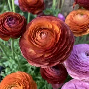 Лютиче Шоколадова Елеганс (Elegance Cioccolato)