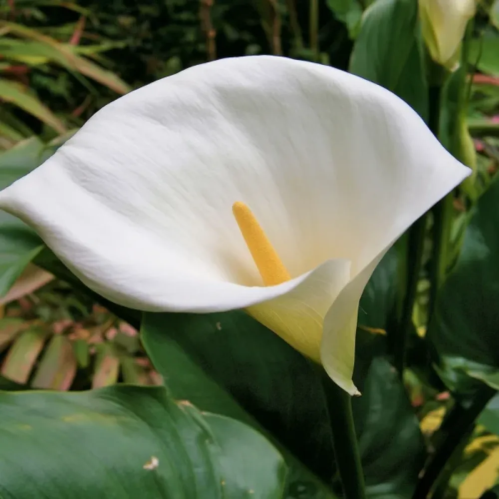 Кала Бяла Етиопка (Aethiopica)
