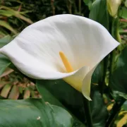 Кала Бяла Етиопка (Aethiopica)