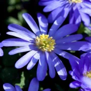 Анемоне Сини Сенки (Blue shades blanda)