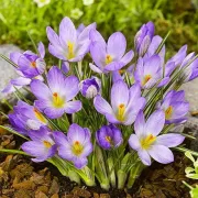 Минзухар Етруски Жълт (Etruscus Zwanenburg)